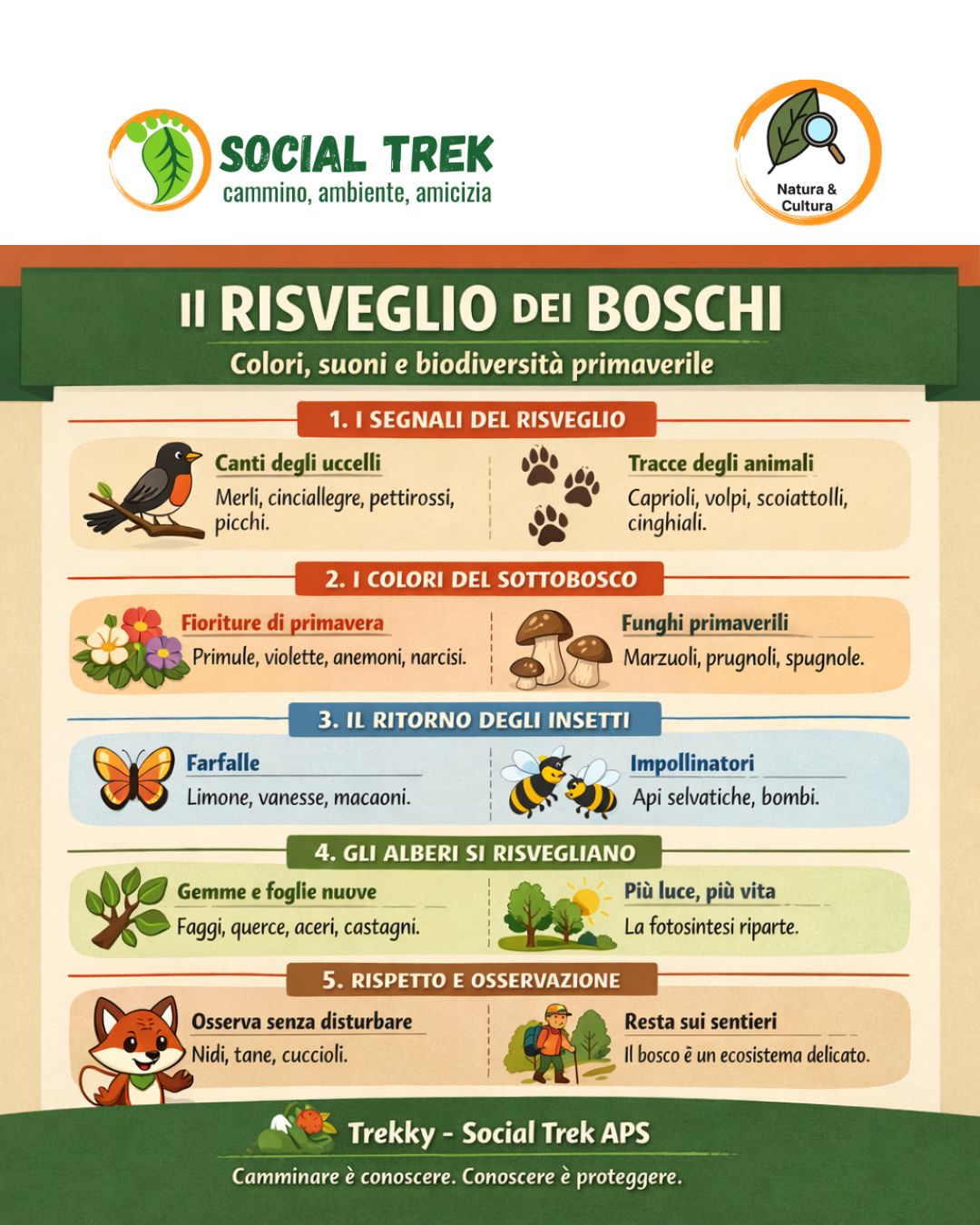 il risveglio dei boschi